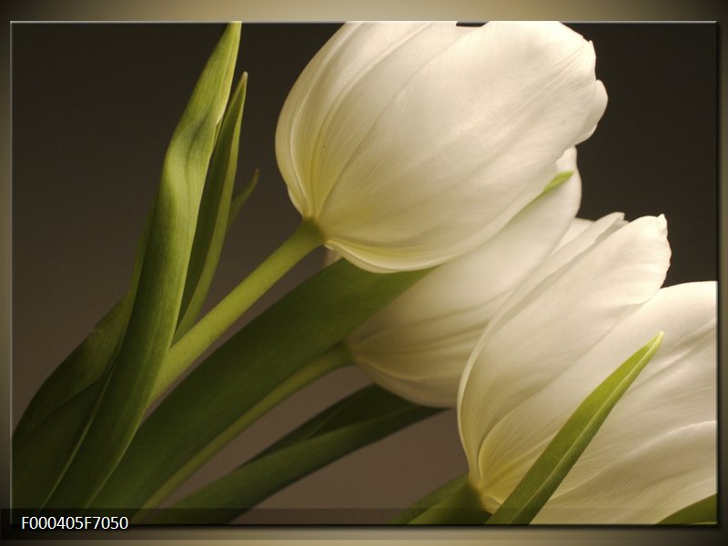 tulipány