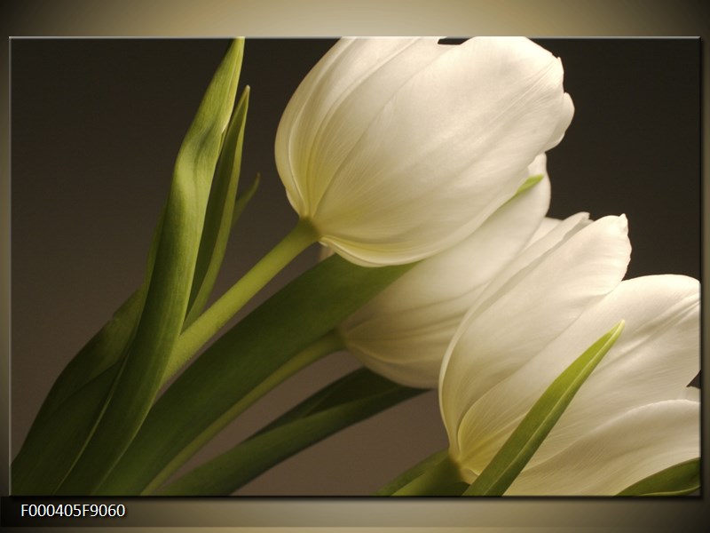 tulipány