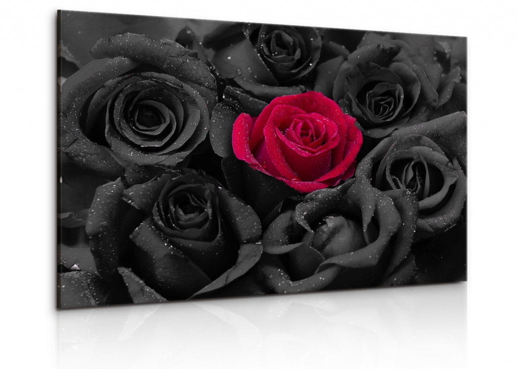 Obraz Černé růže s kapkami vody 60x40  cm