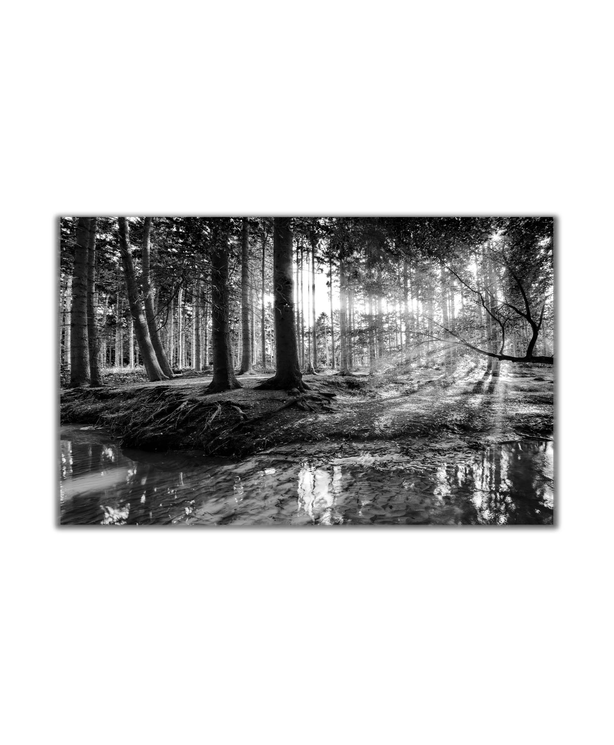 Obraz černobílá pohoda lesa 50x30  cm, 5 dílů