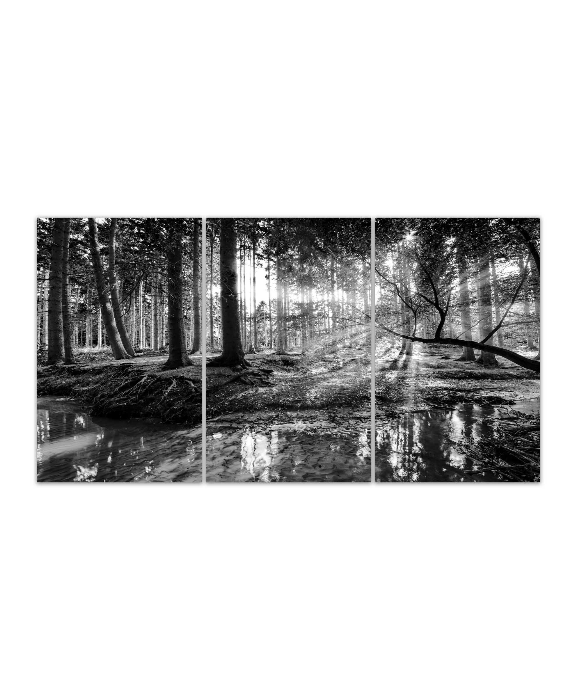 Obraz černobílá pohoda lesa 120x80  cm, 5 dílů