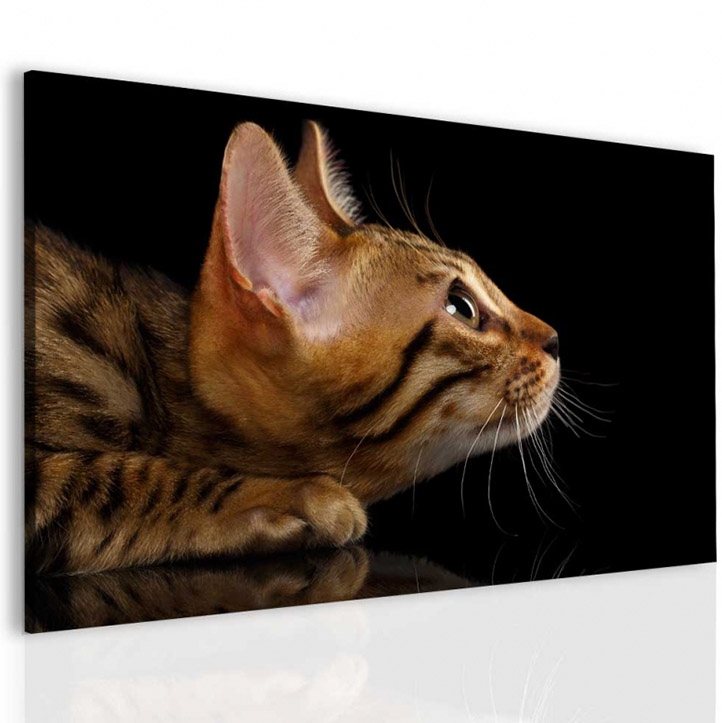 Obraz kočičí pohled 120x80  cm