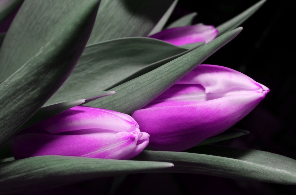 Obraz na pltn Fialov tulipny 120x80  cm