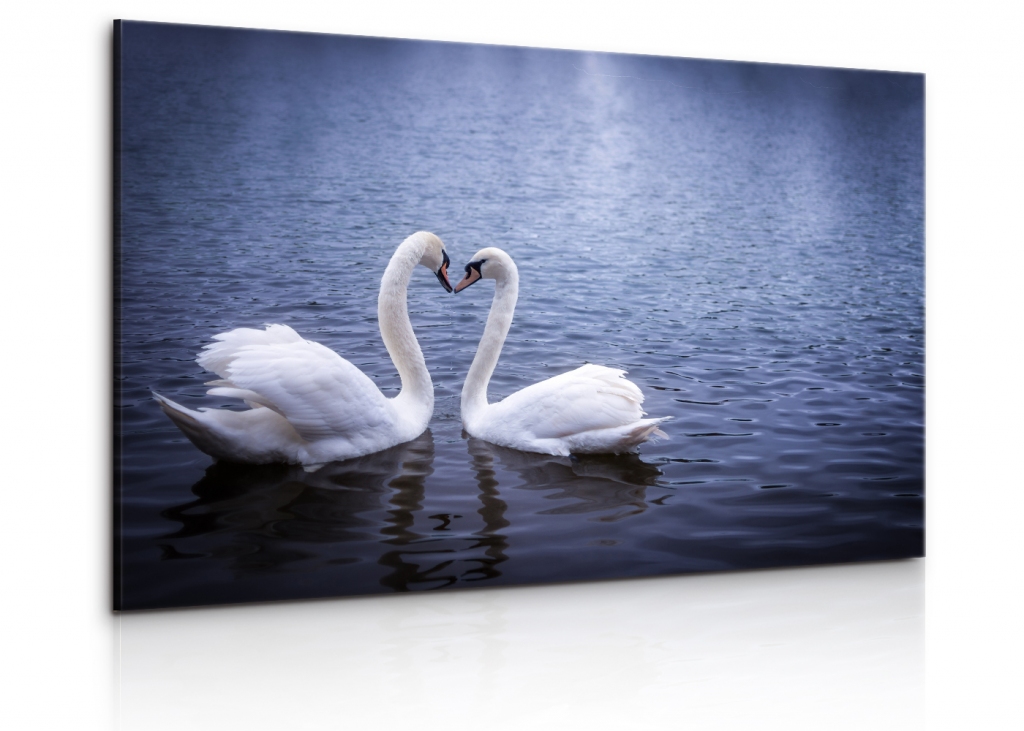 Obraz na pltn Lska labut 90x60  cm