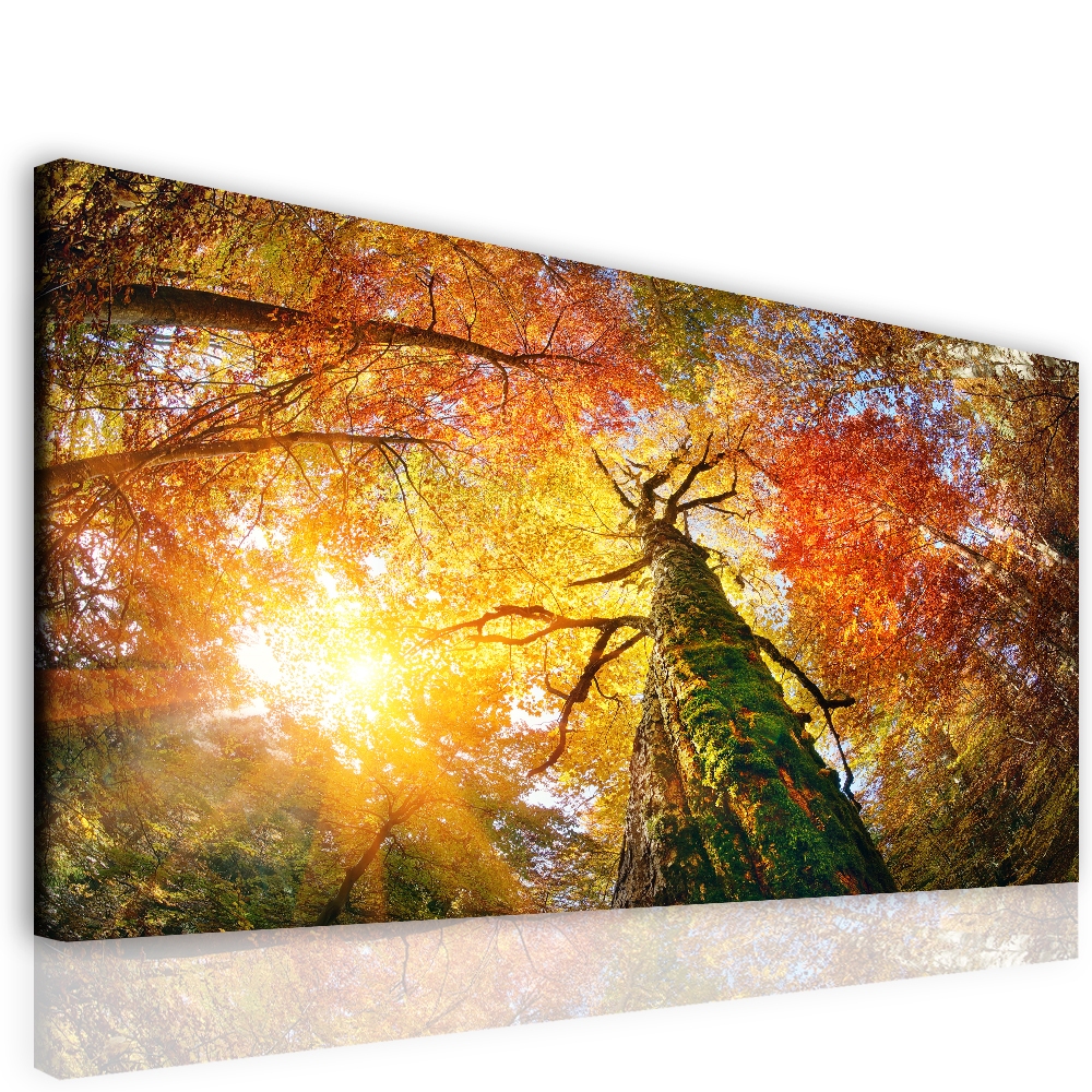 Obraz na pltn Lesn velikn 90x60  cm
