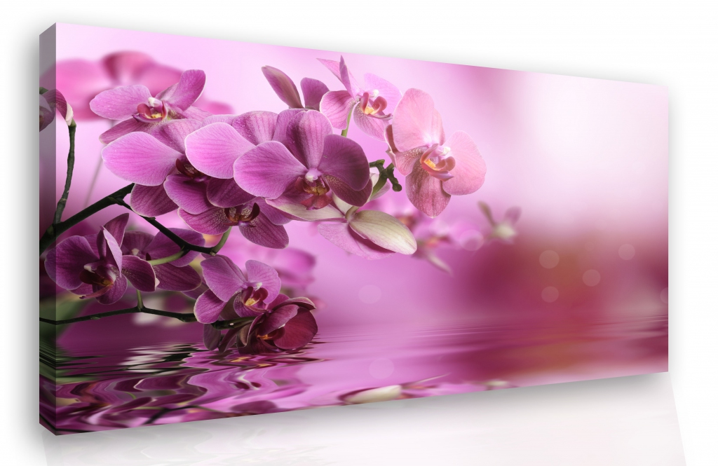 Obraz na ze - orchidej 120x80  cm