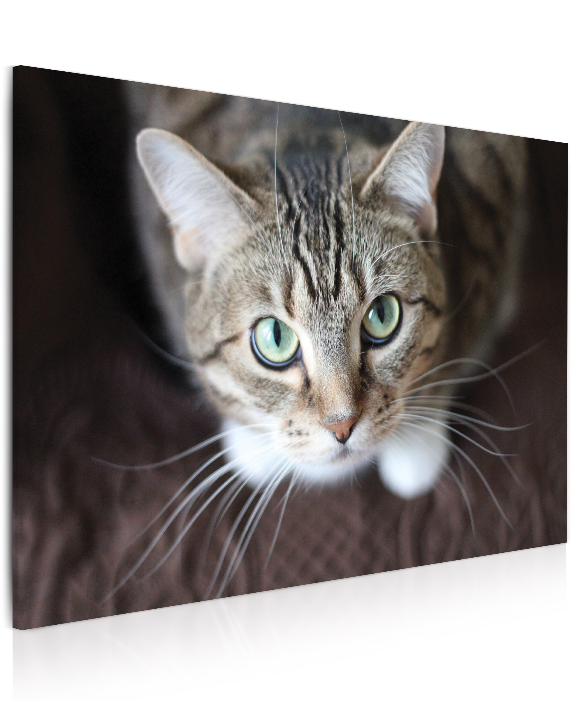 Obraz Pohled kočky 150x100  cm
