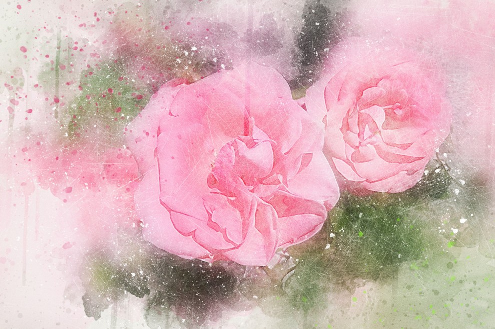 Obraz reprodukce Růžové růže 60x40  cm