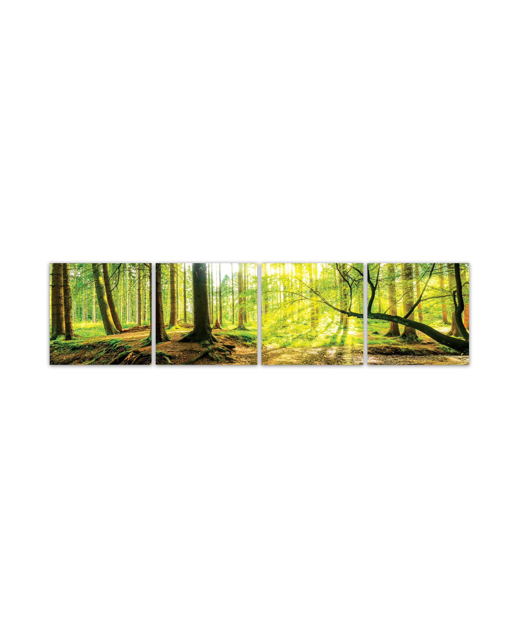 Obraz slunce v lese 140x35  cm, 4 díly