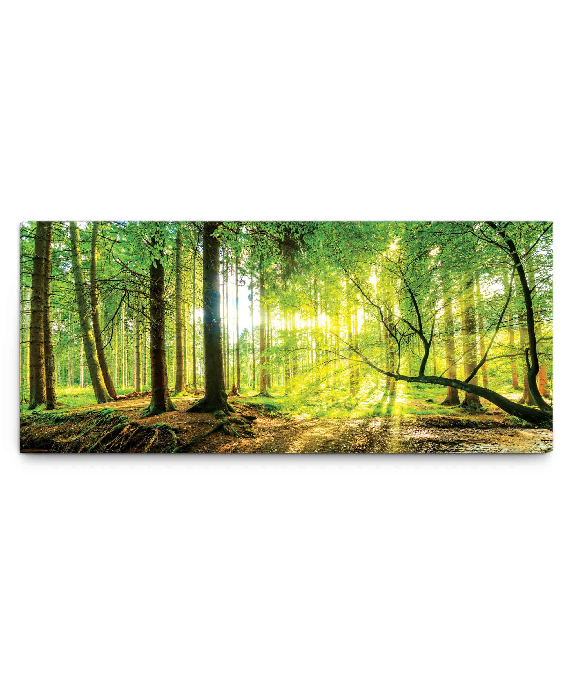 Obraz slunce v lese 180x80  cm