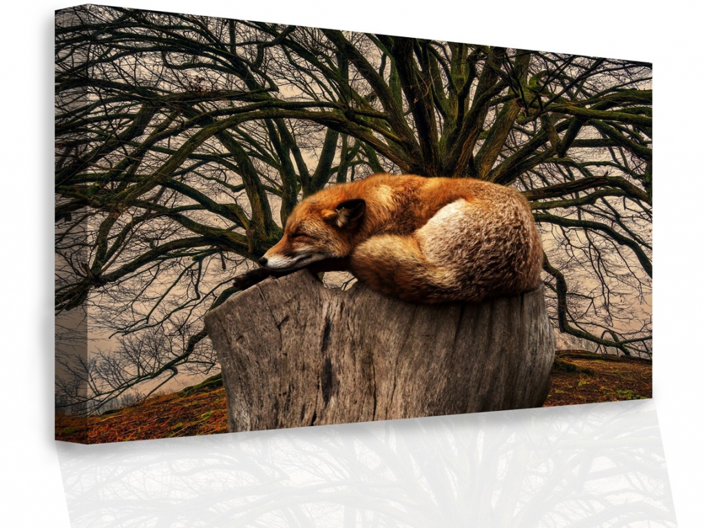 Obraz - Spc lika 120x80  cm