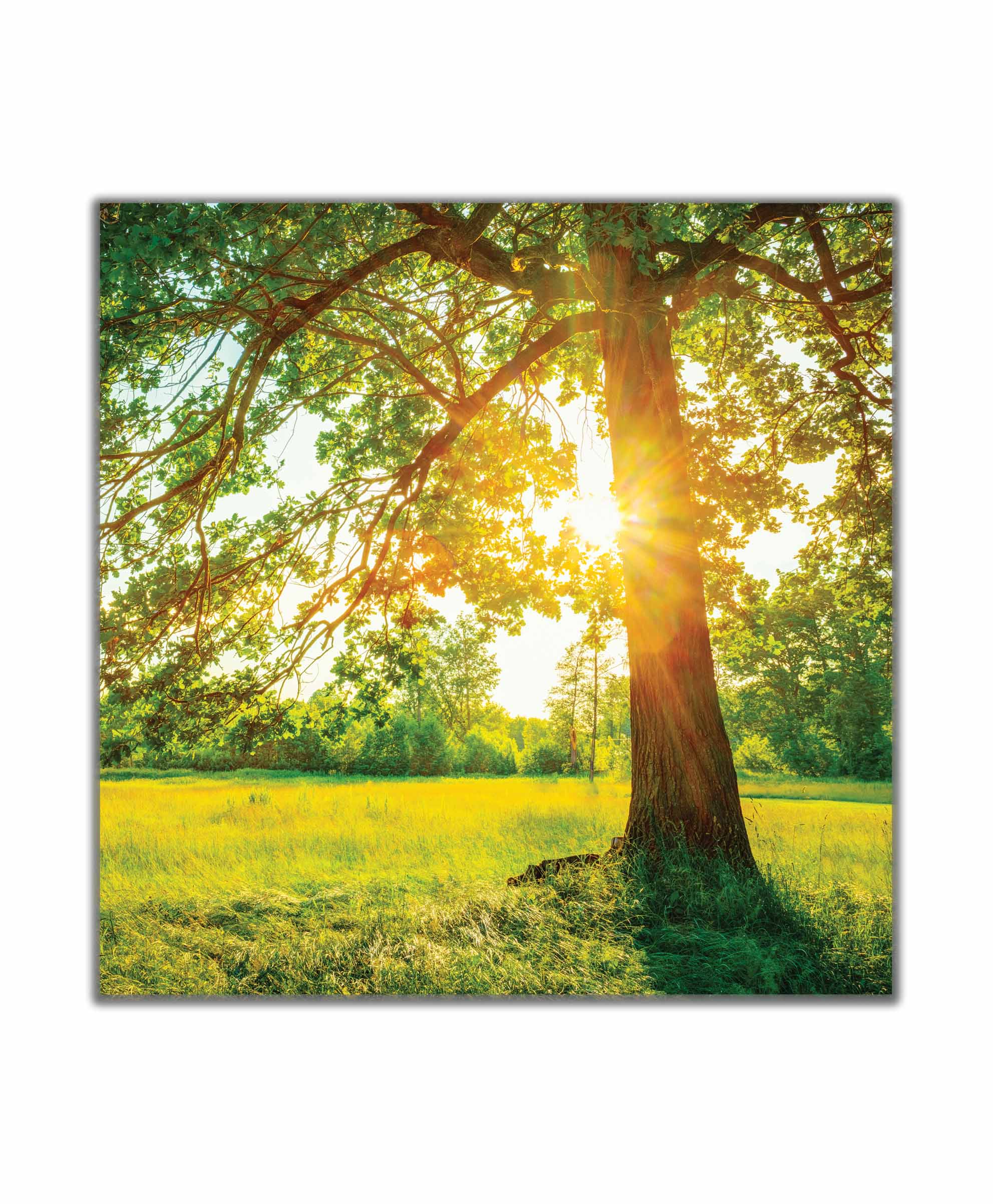 Obraz Strom v ranním slunci 30x30  cm