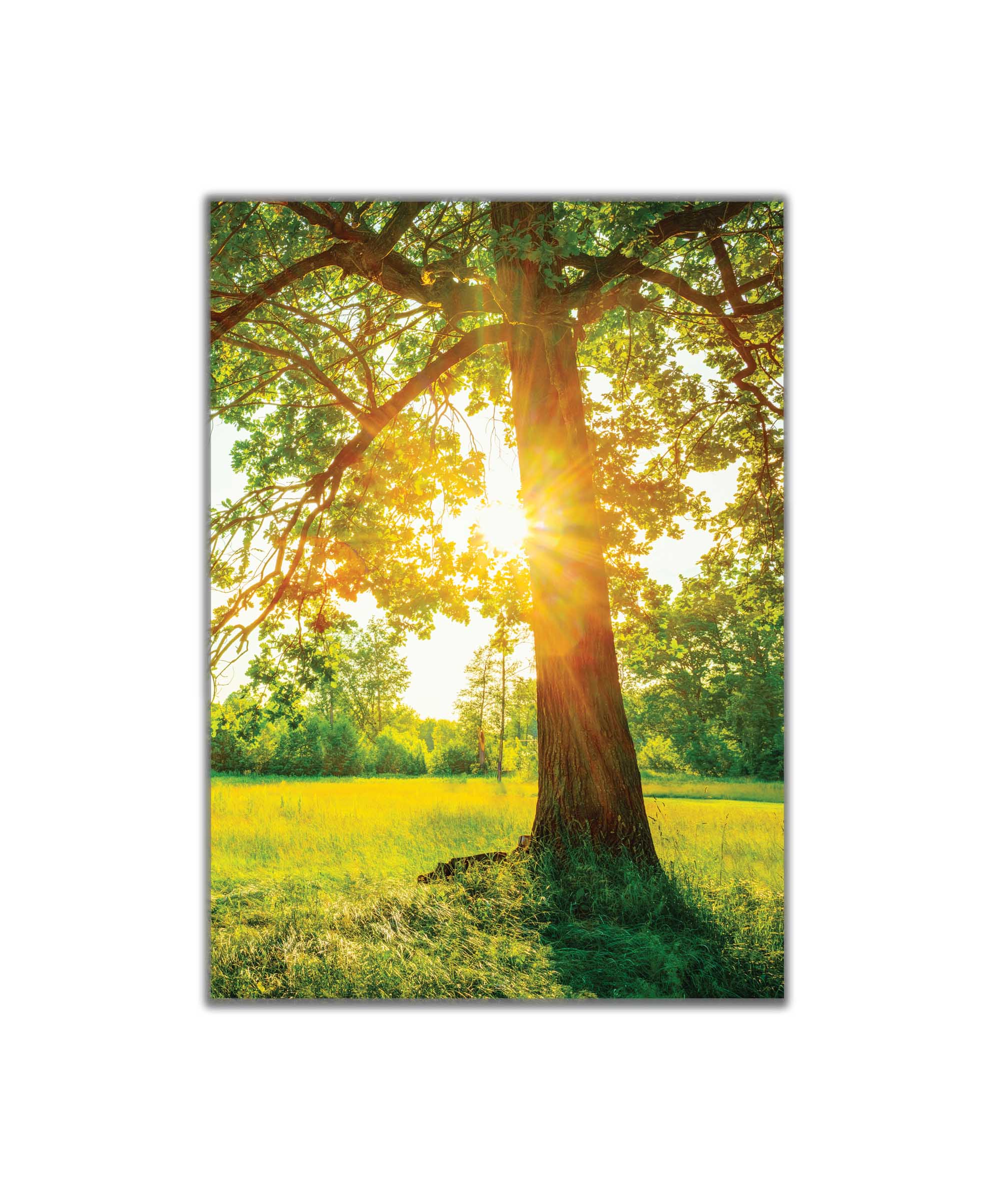 Obraz Strom v rannm slunci 60x90  cm