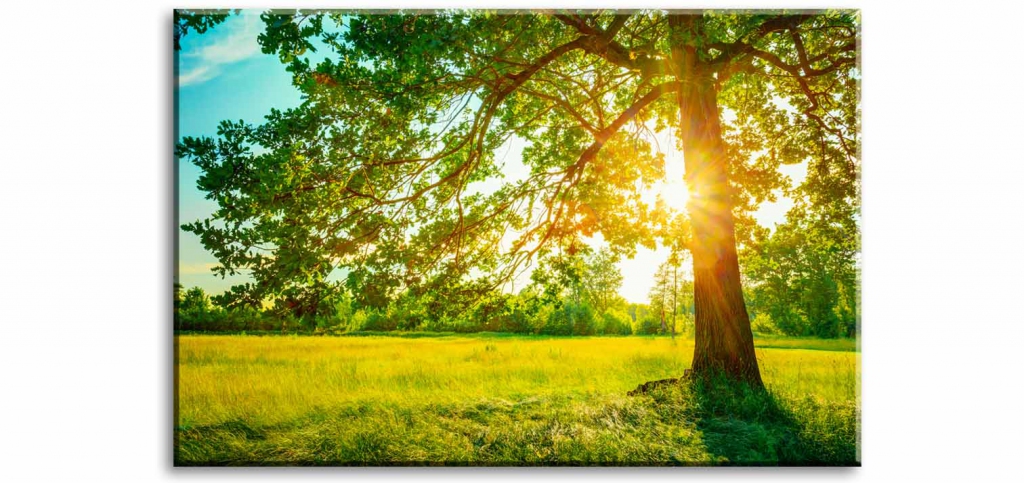 Obraz Strom v ranním slunci 150x100  cm