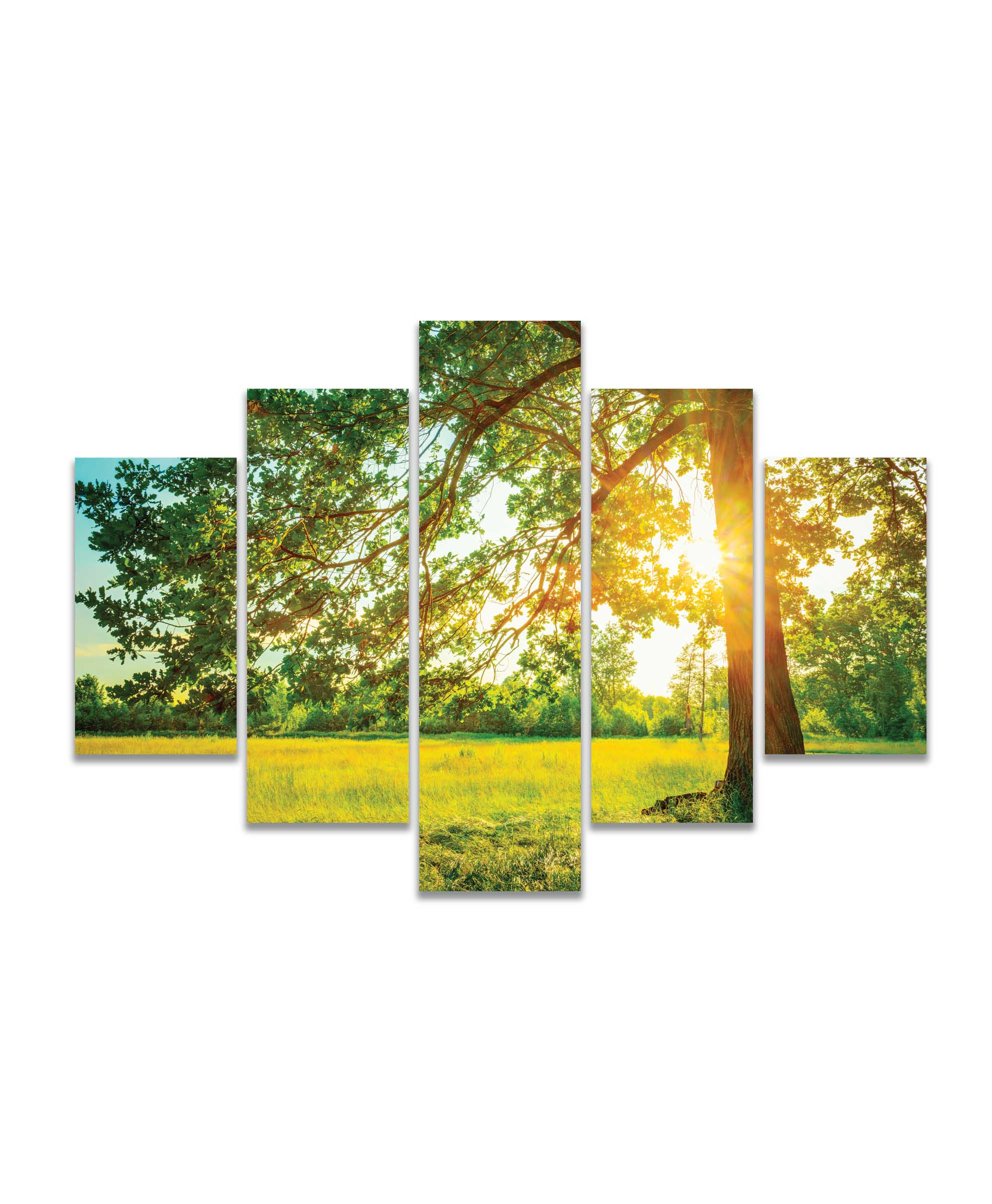Obraz Strom v ranním slunci 100x50  cm, 5 dílů