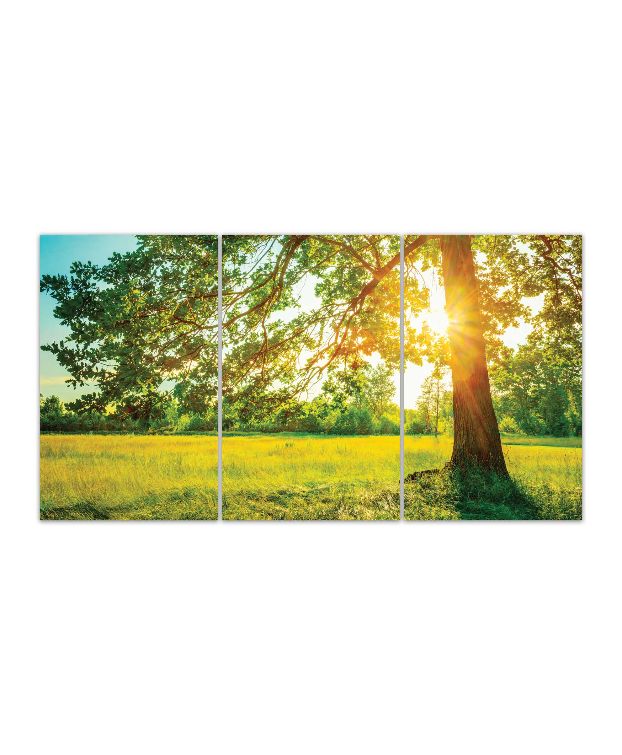 Obraz Strom v ranním slunci 120x80  cm, 3 díly
