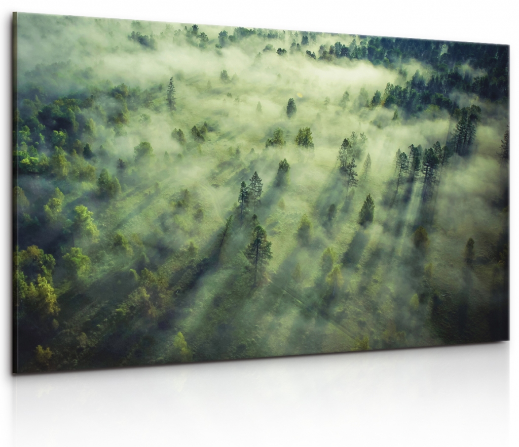Obraz tajemn les pln mlhy 120x80  cm