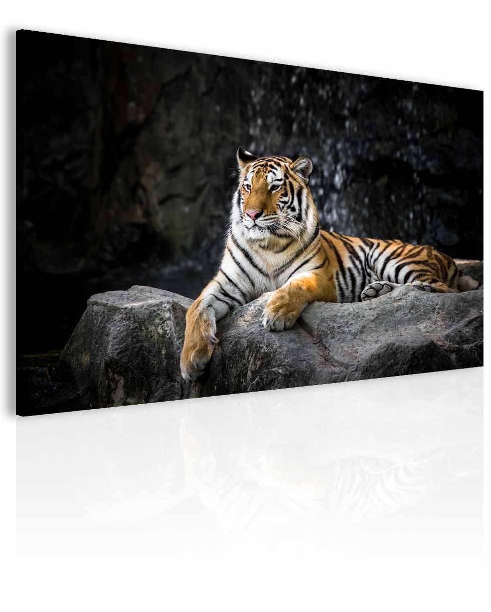Obraz tygří důstojnost 30x20  cm