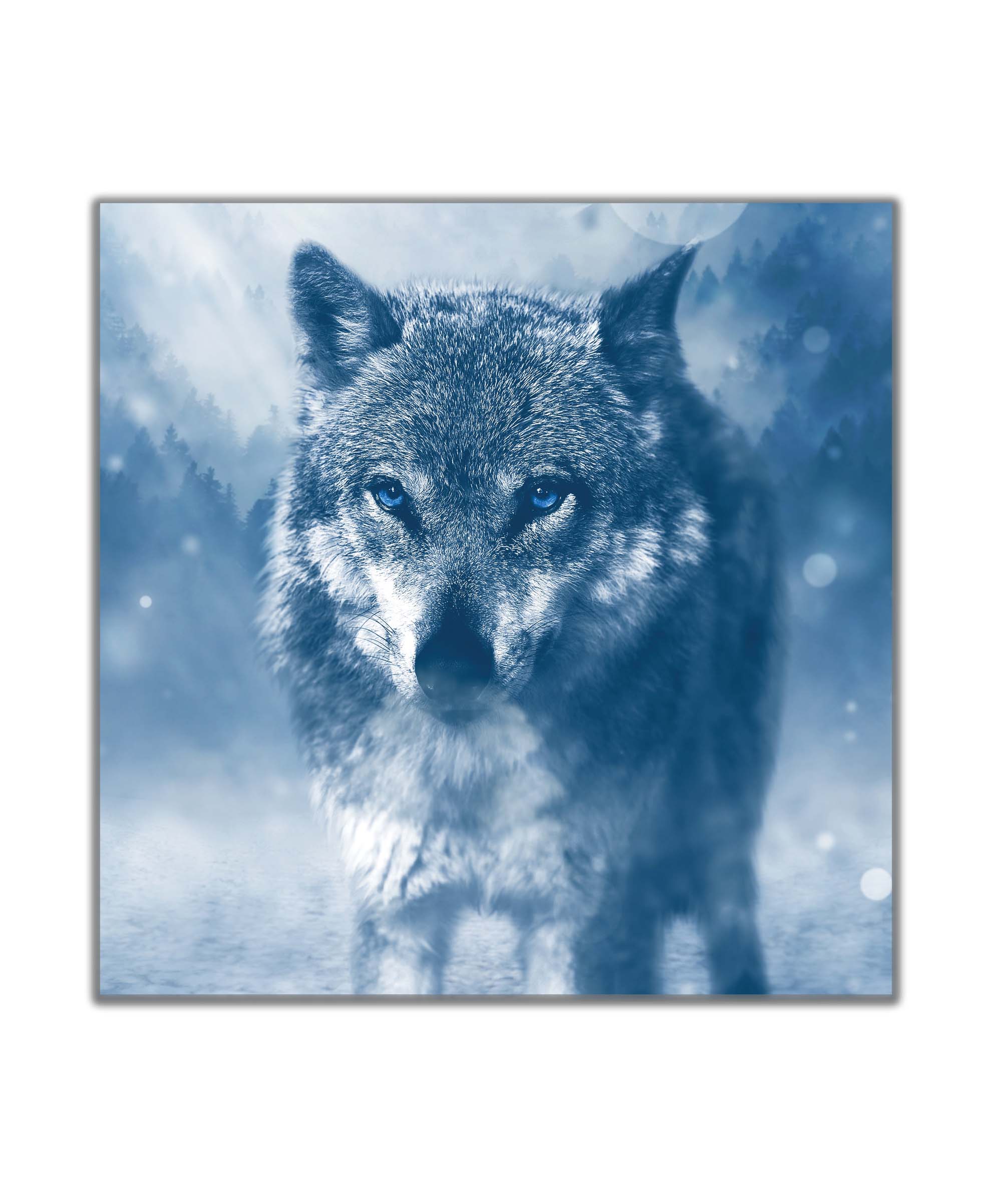 Obraz vlk v zimě 50x50  cm