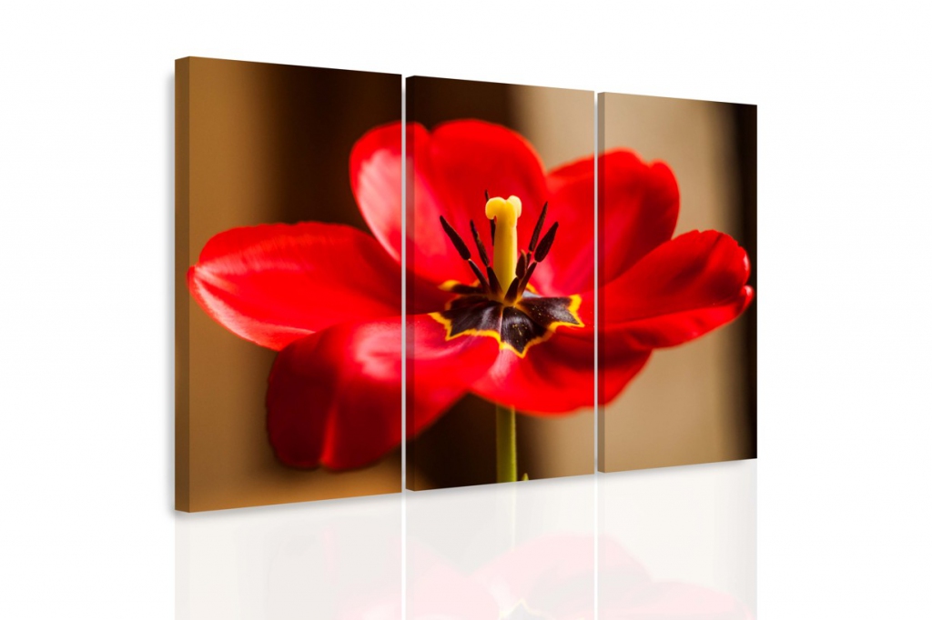 Vcedln obraz - erven tulipn 90x60  cm