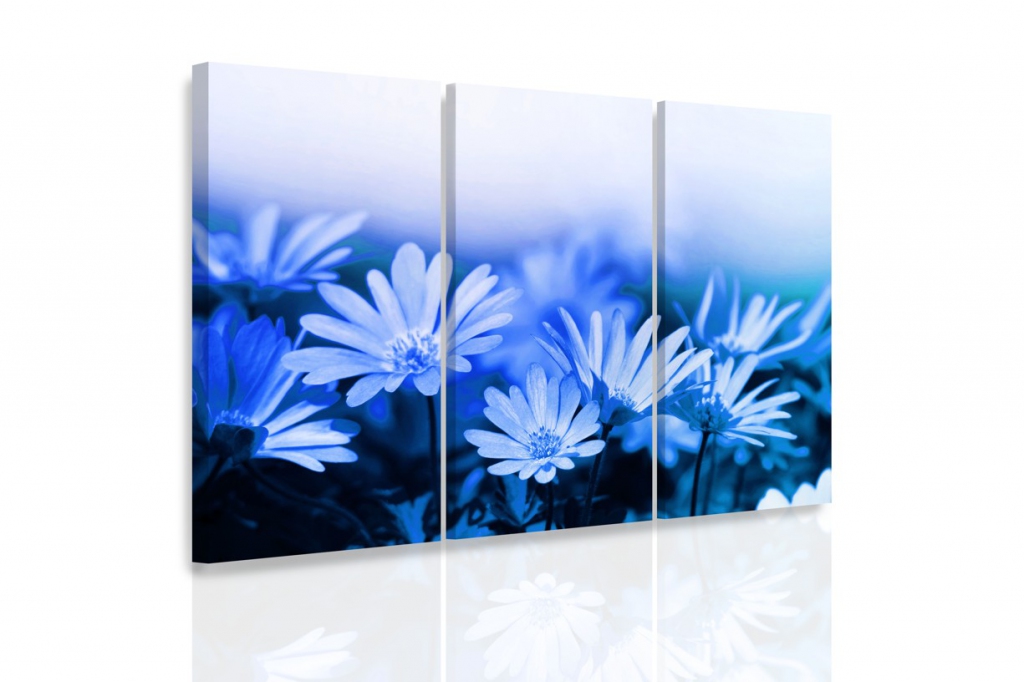Vcedln obraz - Modr kopretiny 150x100  cm