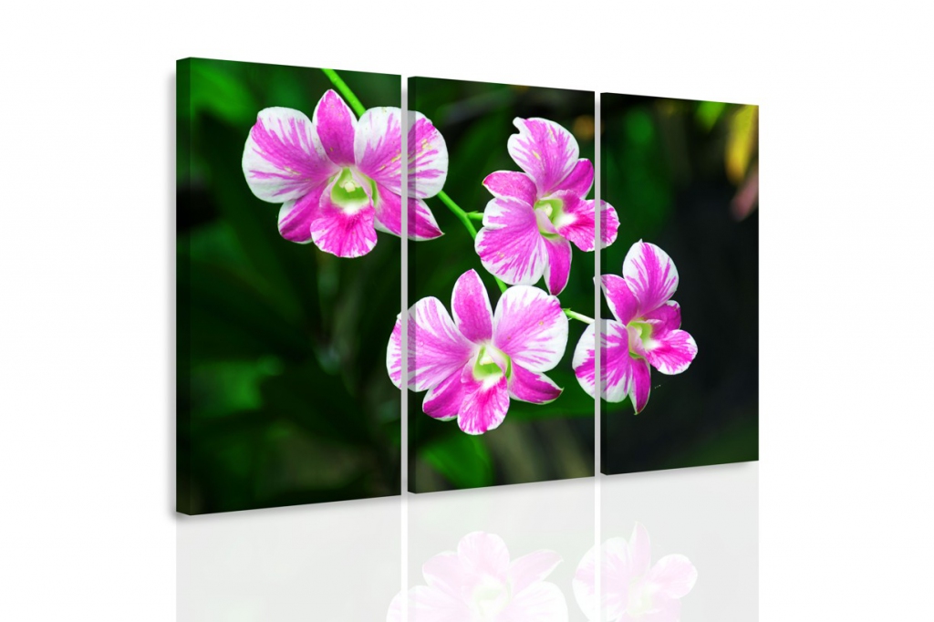 Vcedln obraz - Orchidej v prod 120x80  cm
