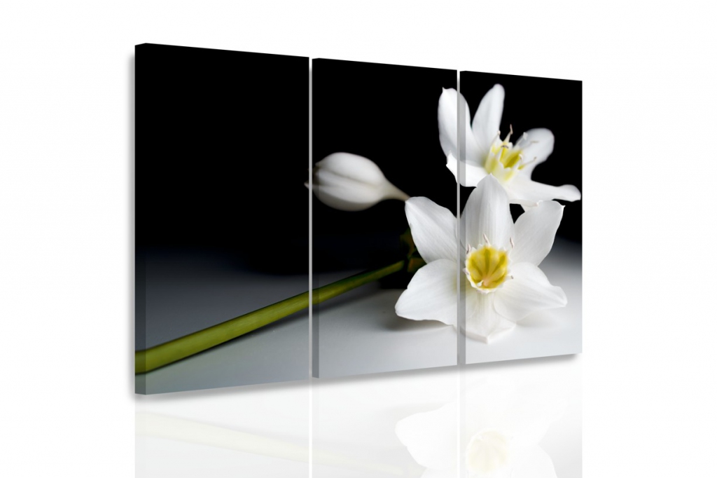 Vcedln obraz - Orchidej ve tm 120x80  cm