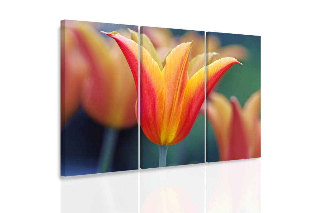 Vcedln obraz - Tulipn 90x60  cm
