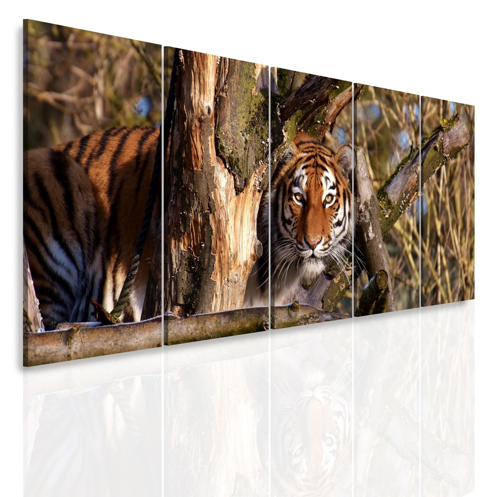 Vcedln obraz - Tygr za stromem 150x60  cm