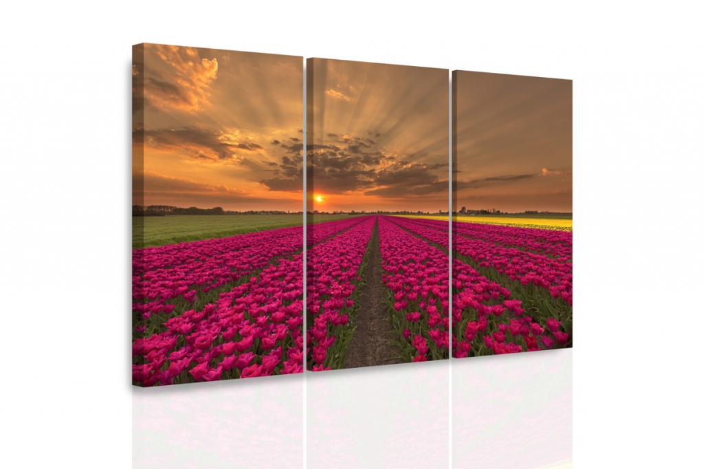 Vcedln obraz - Zplava tulipn 120x80  cm