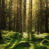 3D Obraz Kouzelný mechový les 90x60  cm