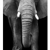 3D obraz Slon v kameni 150x100  cm