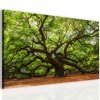 Obraz Andlsk dub 60x90  cm