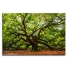 Obraz Andlsk dub 60x90  cm