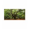 Obraz Andlsk dub 60x90  cm
