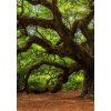 Obraz Andlsk dub 60x90  cm