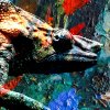 Obraz Chameleon v barvch 90x60  cm