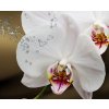 Obraz Motl orchidej nad hladinou 120x80  cm