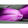 Obraz na pltn Fialov tulipny 90x60  cm