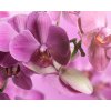 Obraz na ze - orchidej 60x40  cm