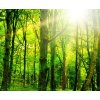 Obraz na ze - vhled do lesa 90x60  cm