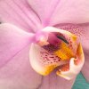 Obraz nn orchidej 60x40  cm