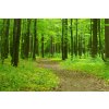 Obraz - prochzka po lese 90x60  cm