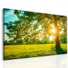 Obraz Strom v rannm slunci 90x60  cm