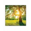Obraz Strom v rannm slunci 90x60  cm