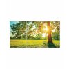 Obraz Strom v rannm slunci 90x60  cm