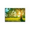 Obraz Strom v rannm slunci 100x45  cm, 5 dl
