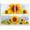Obraz ziv slunenice 120x90  cm