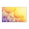 Obrazy na pltn Pampelika v rose 90x60  cm