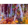 Vcedln obraz - Barevn les 150x60  cm